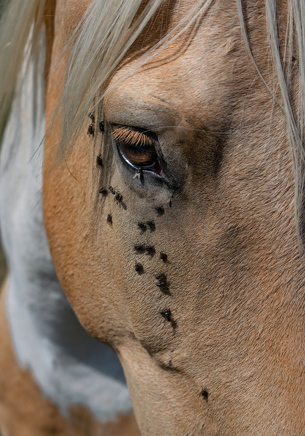 1 Eifel-Mosel-09---2018DSC_2632-1-Kopie.jpg - Plagegeister
